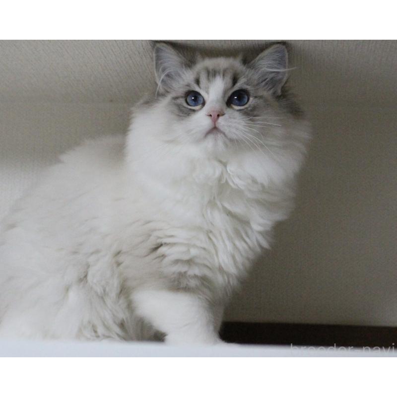 販売中の山梨県のラグドール-131653の3枚目
