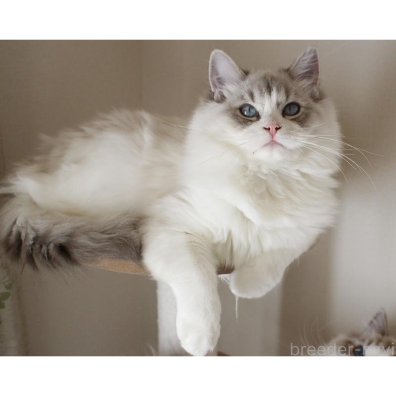 販売中の山梨県のラグドール-131658の10枚目