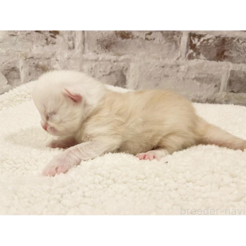 販売中の島根県のミヌエット-138839の2枚目