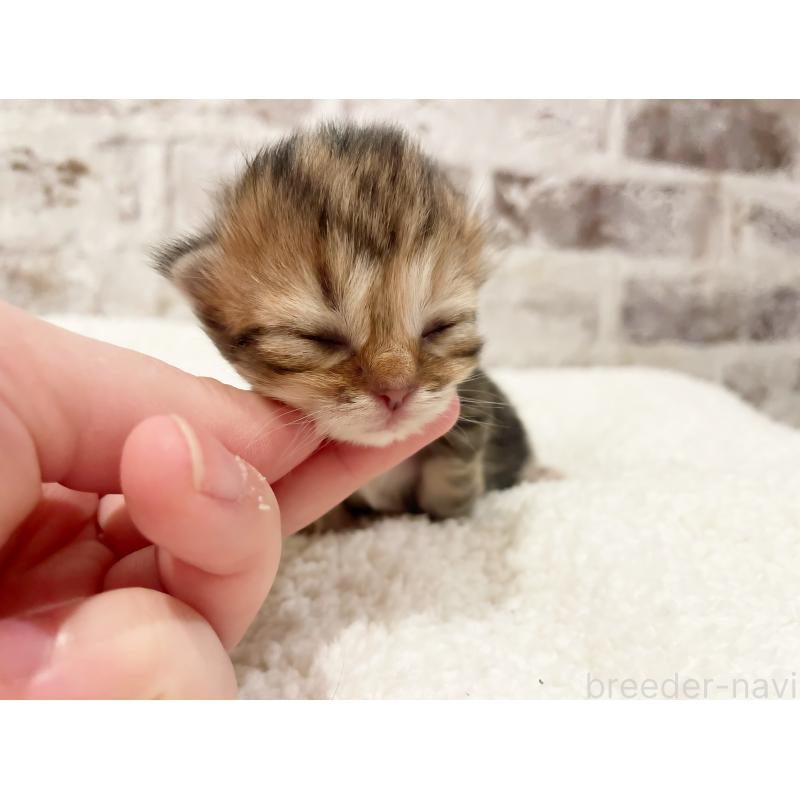 販売中の島根県のミヌエット(短足)-138840の3枚目