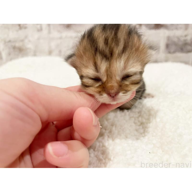 販売中の島根県のミヌエット(短足)-138840の2枚目