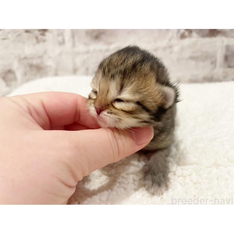 販売中の島根県のミヌエット-138841の3枚目