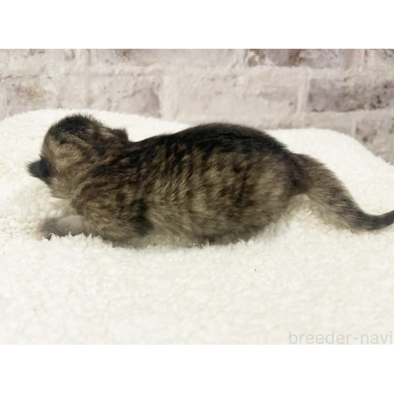 販売中の島根県のミヌエット-138841の2枚目