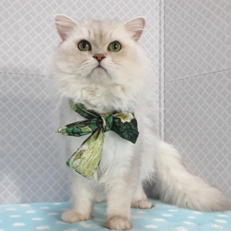 販売中の岐阜県のペルシャ(チンチラ)-138845