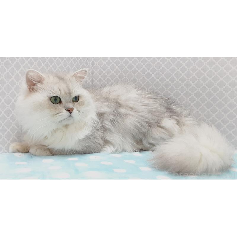 販売中の岐阜県のペルシャ(チンチラ)-138845の5枚目