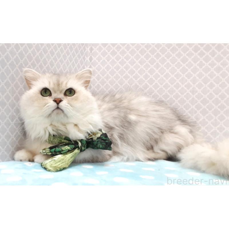 販売中の岐阜県のペルシャ(チンチラ)-138845の4枚目