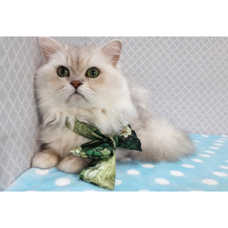 販売中の岐阜県のペルシャ(チンチラ)-138845の3枚目