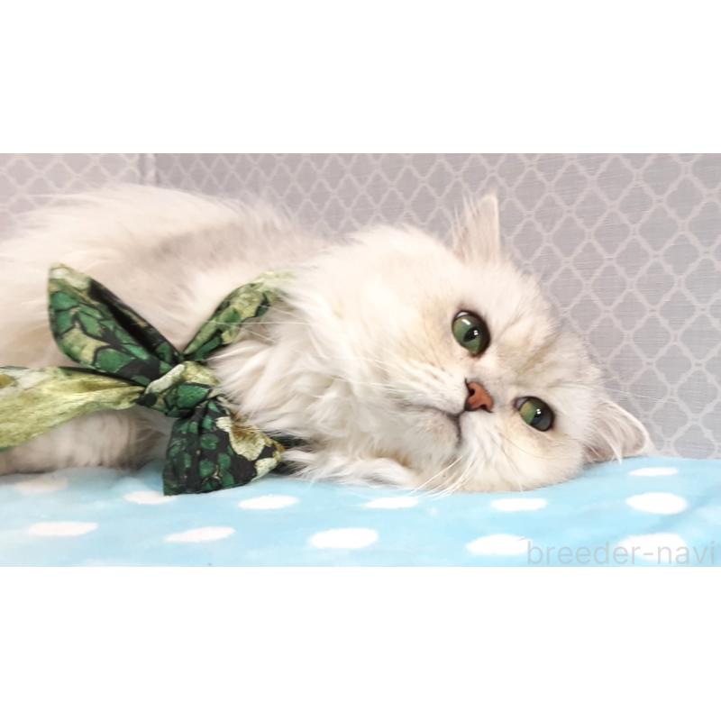 販売中の岐阜県のペルシャ(チンチラ)-138845の2枚目