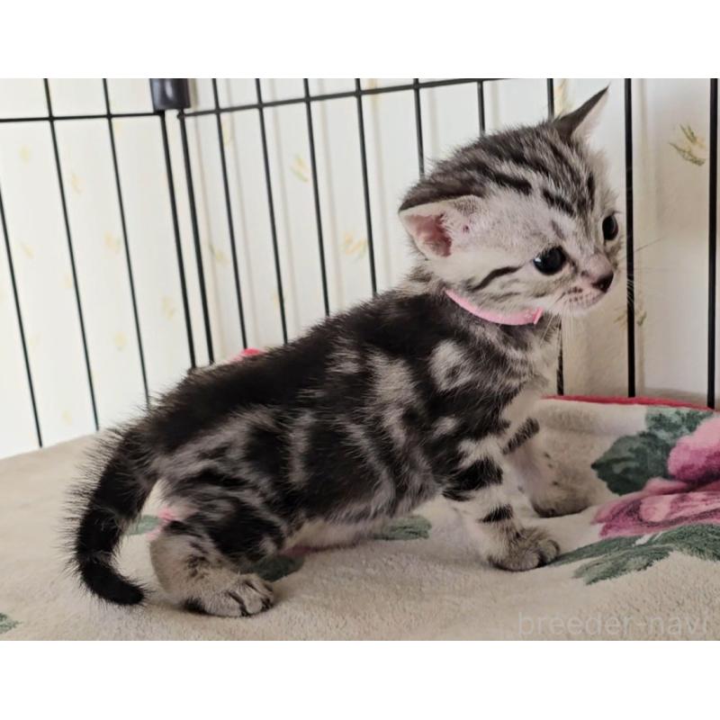 販売中の岐阜県のアメリカンショートヘア-138842の1枚目