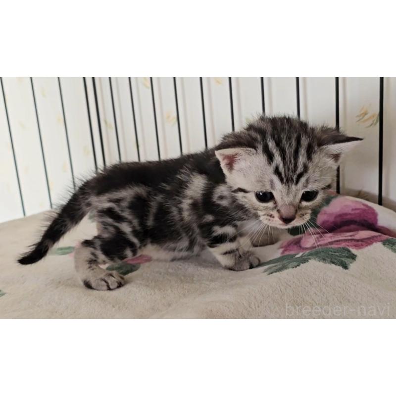 販売中の岐阜県のアメリカンショートヘア-138842の10枚目