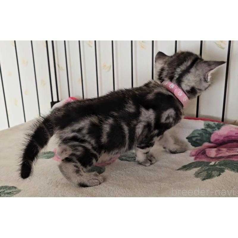 販売中の岐阜県のアメリカンショートヘア-138842の9枚目