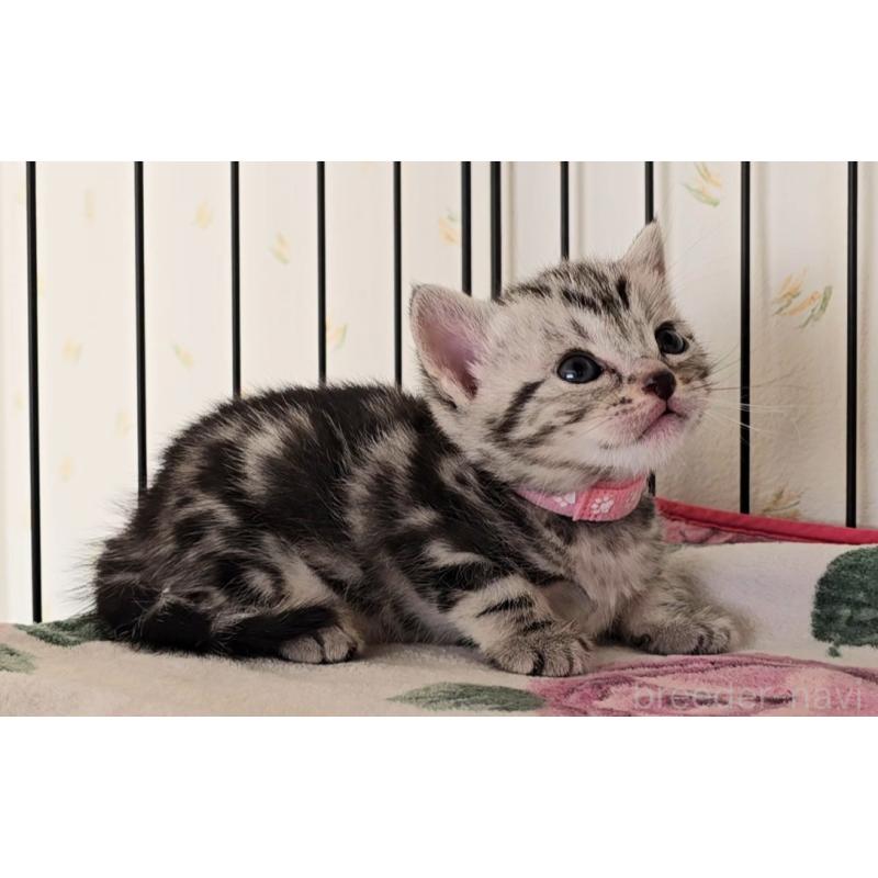 販売中の岐阜県のアメリカンショートヘア-138842の7枚目