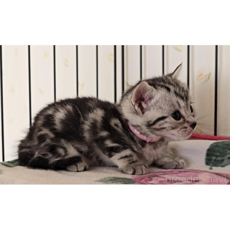 販売中の岐阜県のアメリカンショートヘア-138842の6枚目