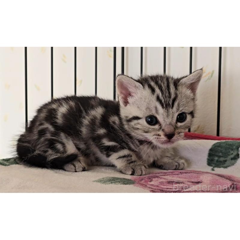 販売中の岐阜県のアメリカンショートヘア-138842の5枚目