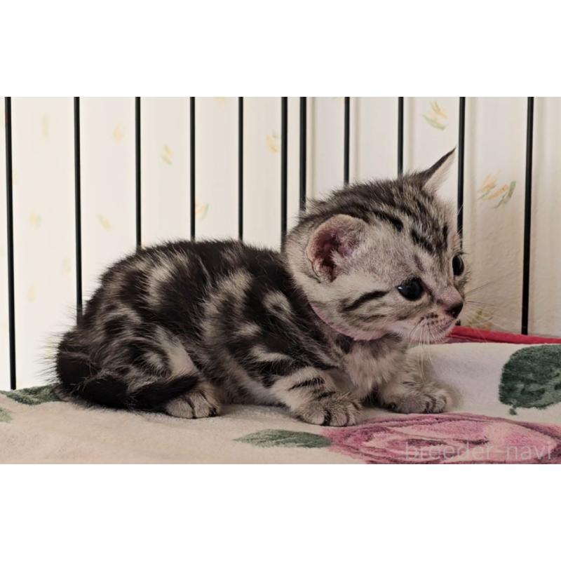 販売中の岐阜県のアメリカンショートヘア-138842の4枚目