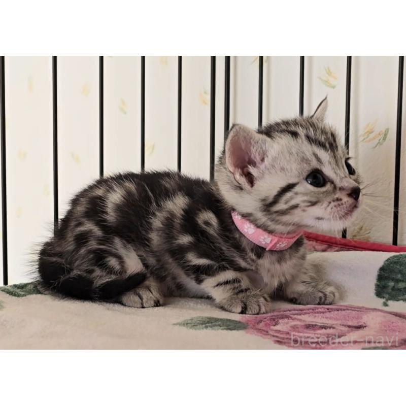 販売中の岐阜県のアメリカンショートヘア-138842の3枚目