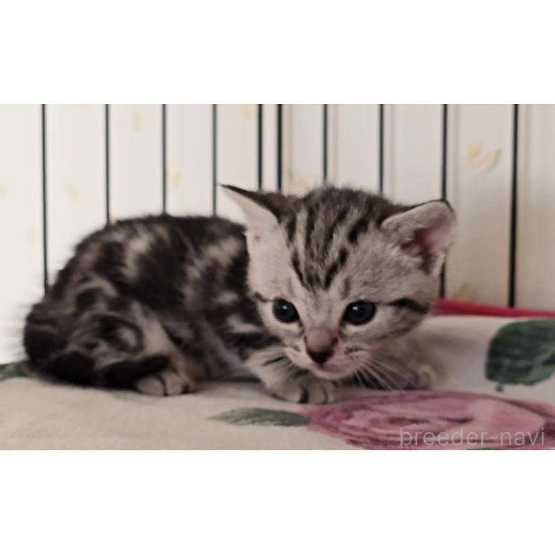 販売中の岐阜県のアメリカンショートヘア-138842の2枚目