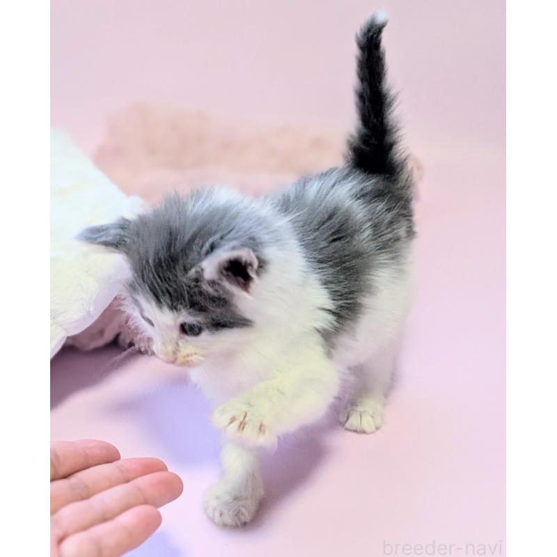 販売中の愛知県のノルウェージャンフォレストキャット-137180の6枚目