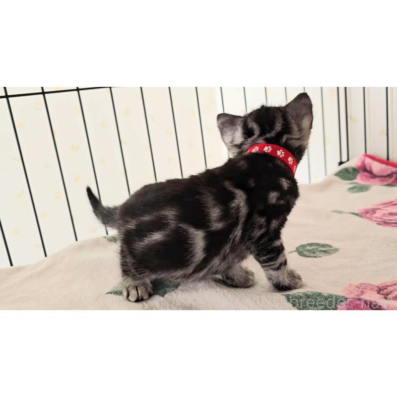 販売中の岐阜県のアメリカンショートヘア-138843の14枚目