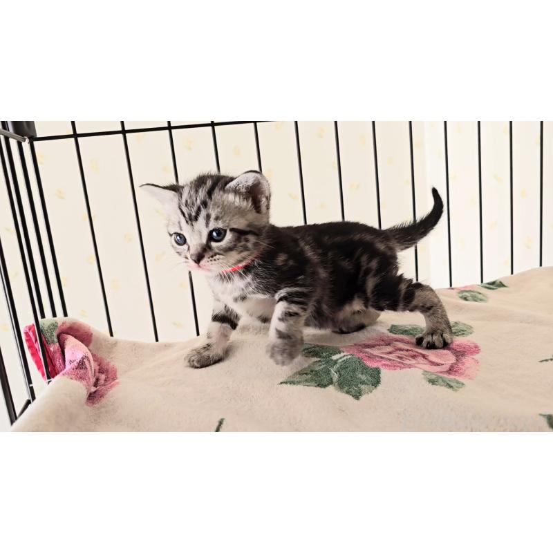 販売中の岐阜県のアメリカンショートヘア-138843の13枚目