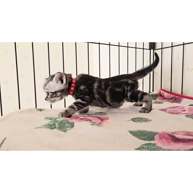 販売中の岐阜県のアメリカンショートヘア-138843の11枚目