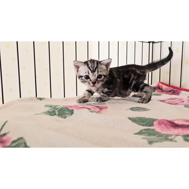 販売中の岐阜県のアメリカンショートヘア-138843の10枚目