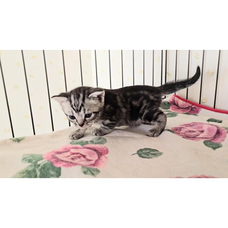 販売中の岐阜県のアメリカンショートヘア-138843の9枚目