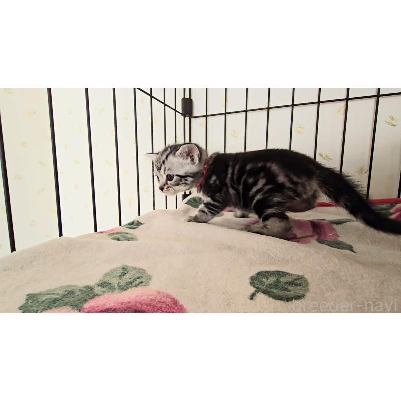 販売中の岐阜県のアメリカンショートヘア-138843の8枚目