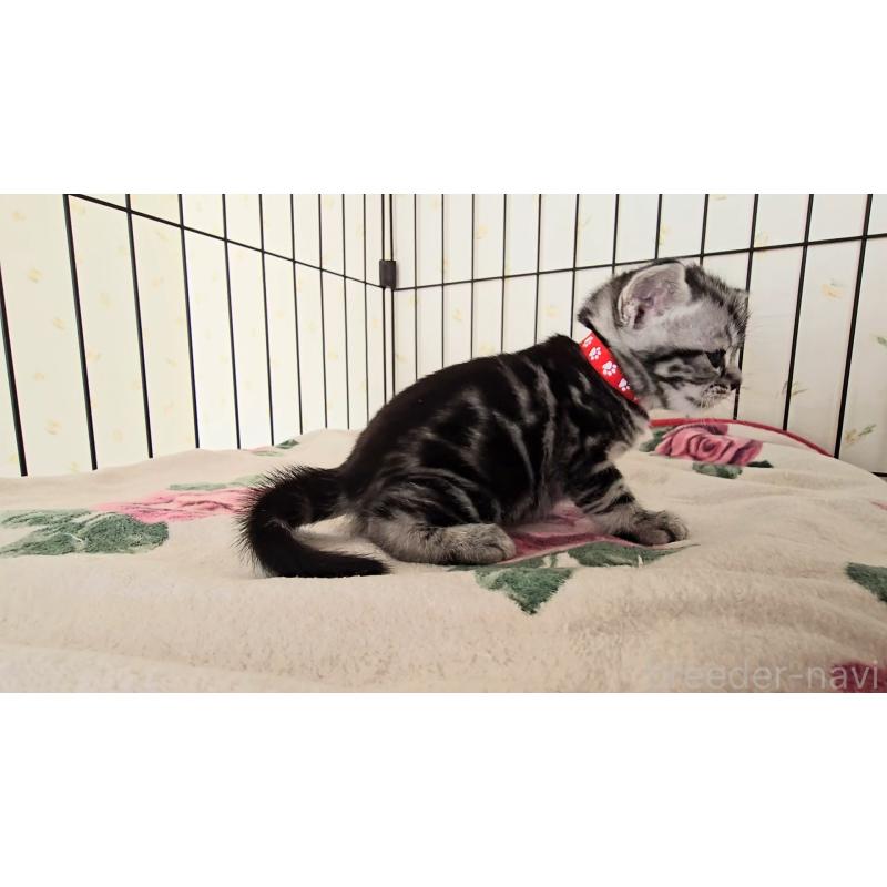 販売中の岐阜県のアメリカンショートヘア-138843の5枚目