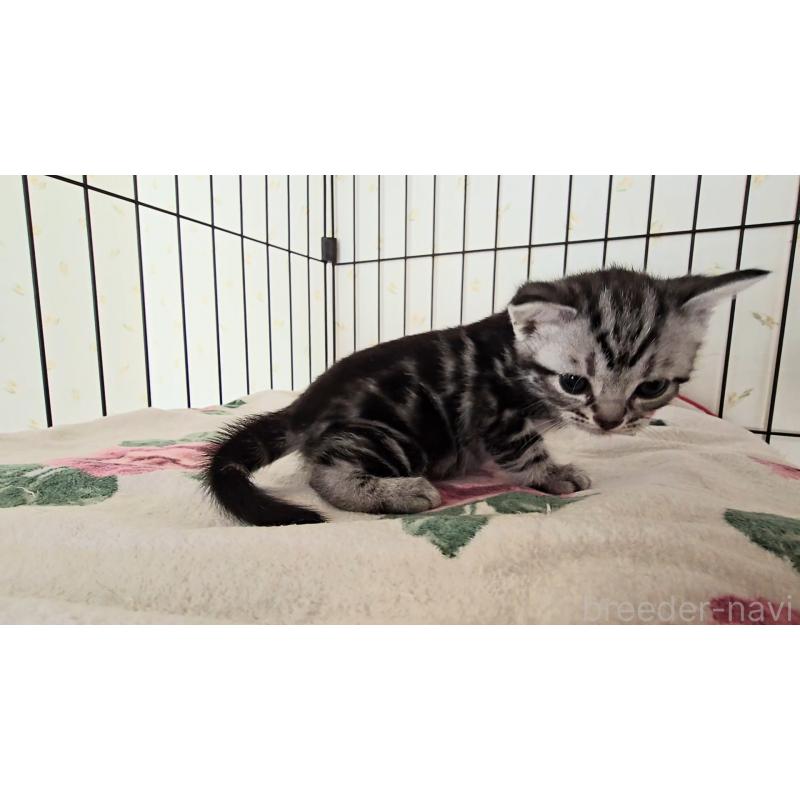 販売中の岐阜県のアメリカンショートヘア-138843の4枚目