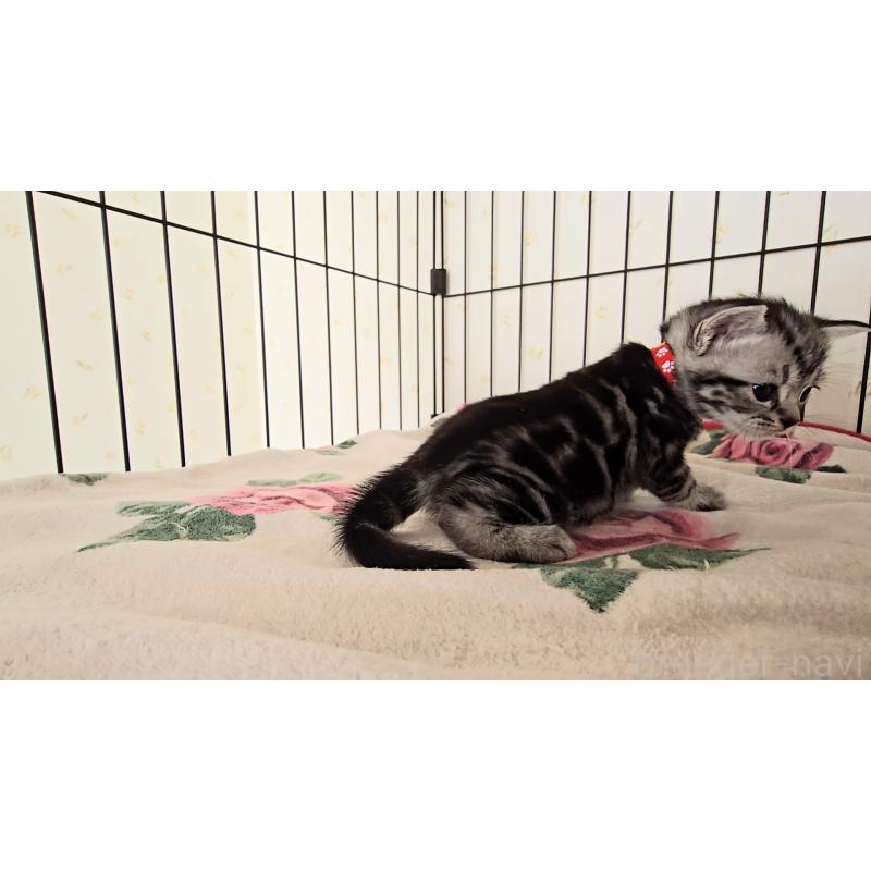 販売中の岐阜県のアメリカンショートヘア-138843の3枚目