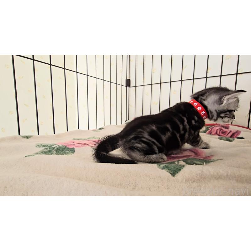 販売中の岐阜県のアメリカンショートヘア-138843の2枚目