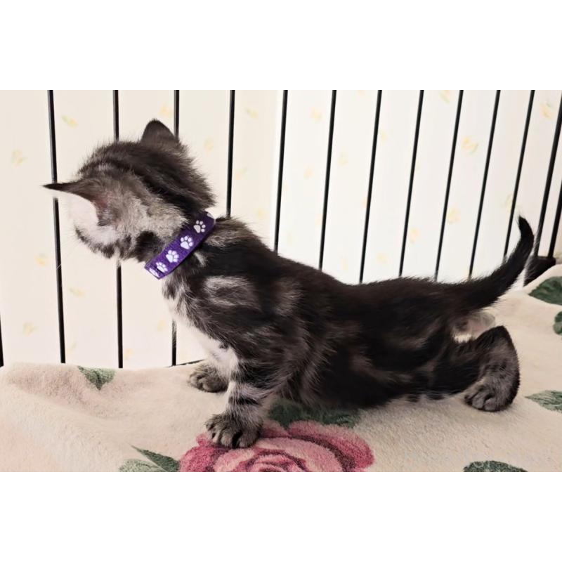 販売中の岐阜県のアメリカンショートヘア-138844の12枚目