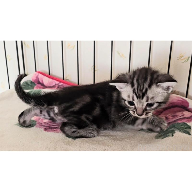 販売中の岐阜県のアメリカンショートヘア-138844の11枚目