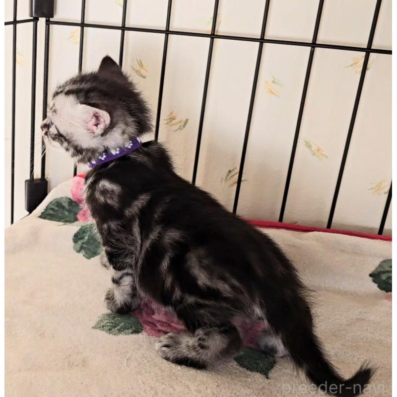 販売中の岐阜県のアメリカンショートヘア-138844の10枚目