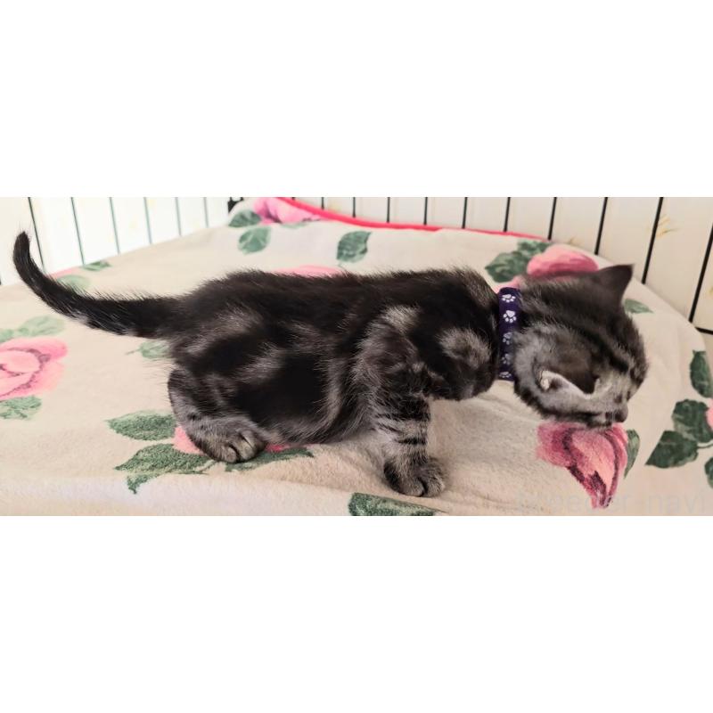 販売中の岐阜県のアメリカンショートヘア-138844の9枚目