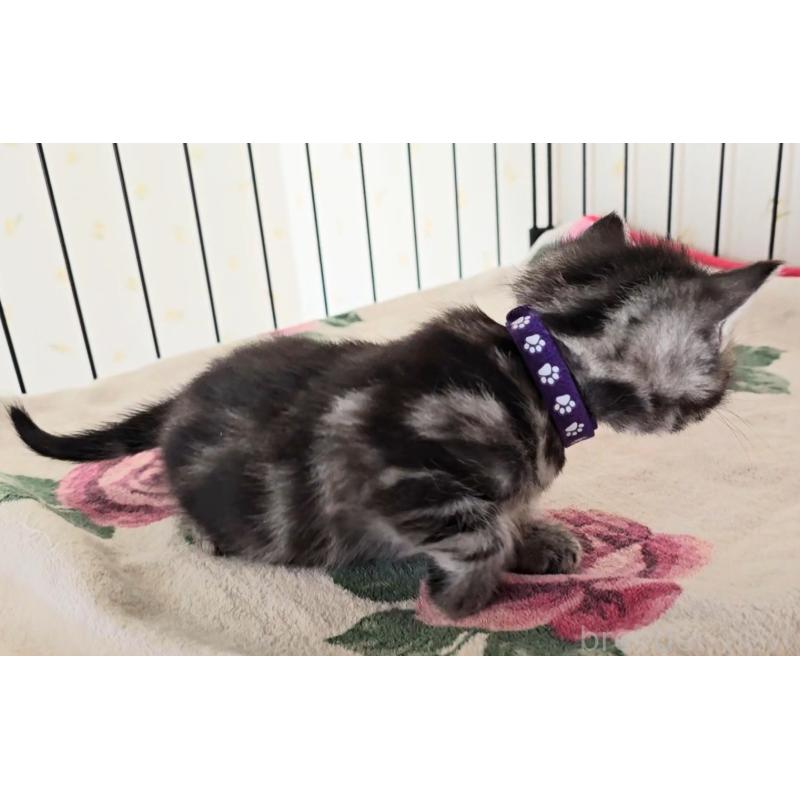 販売中の岐阜県のアメリカンショートヘア-138844の8枚目