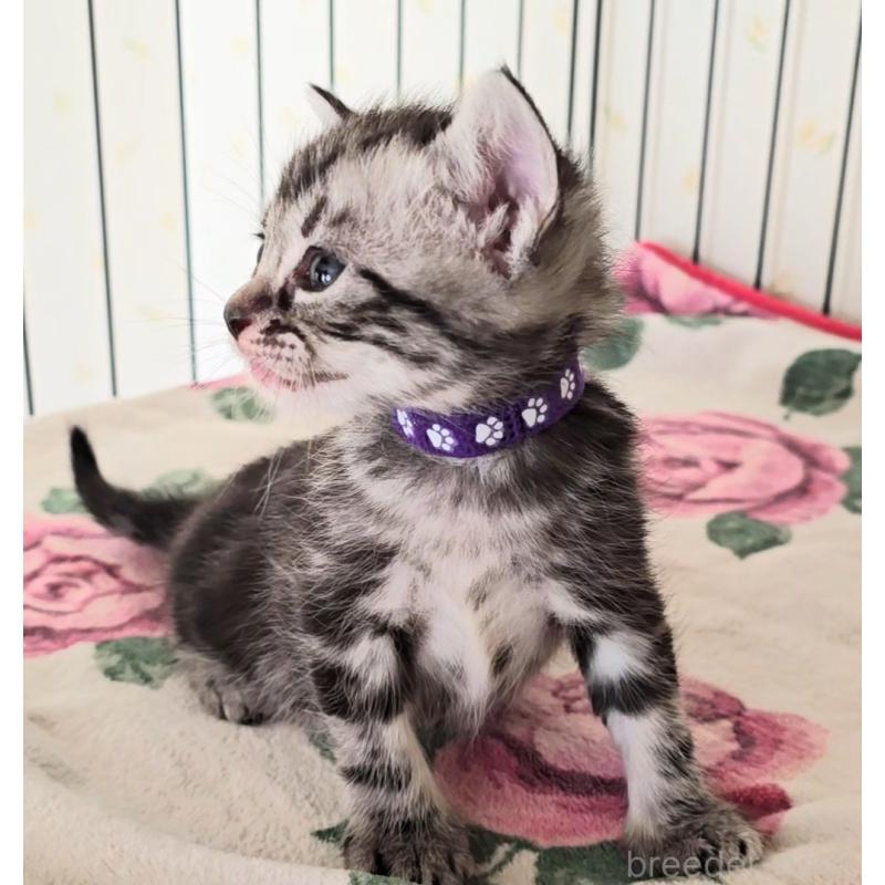 販売中の岐阜県のアメリカンショートヘア-138844の7枚目