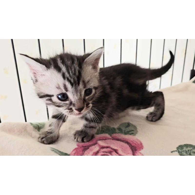 販売中の岐阜県のアメリカンショートヘア-138844の6枚目