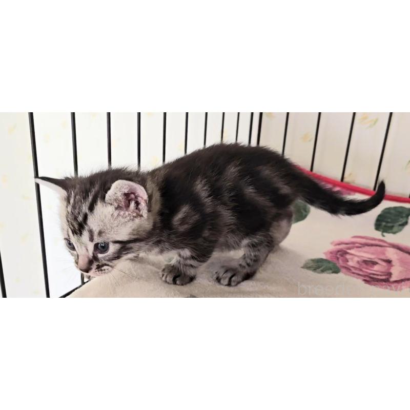 販売中の岐阜県のアメリカンショートヘア-138844の5枚目