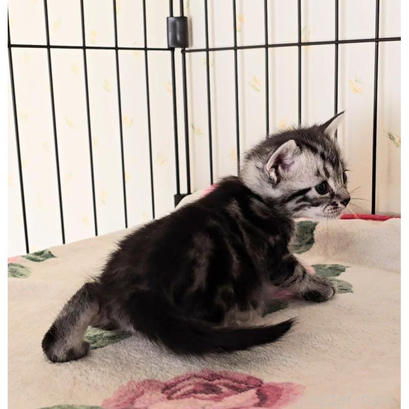 販売中の岐阜県のアメリカンショートヘア-138844の2枚目