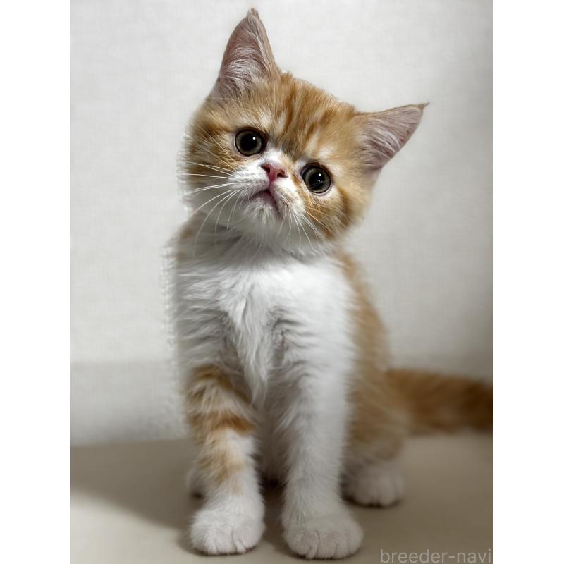 販売中の埼玉県のエキゾチックショートヘア-135172の2枚目