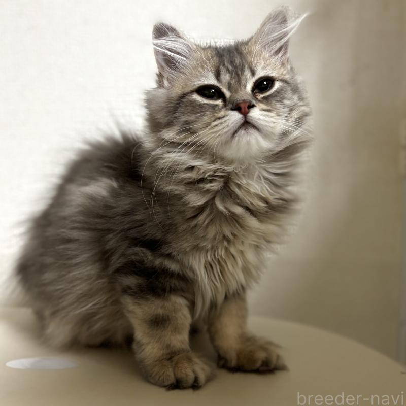 成約済の埼玉県のミヌエット-133522の2枚目