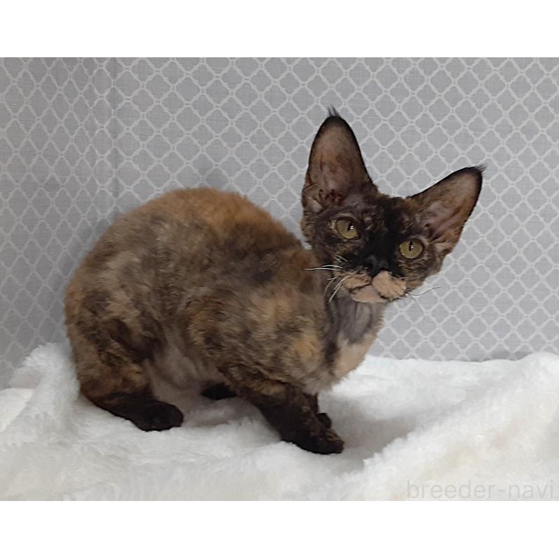 販売中の岐阜県のデボンレックス-138847の4枚目