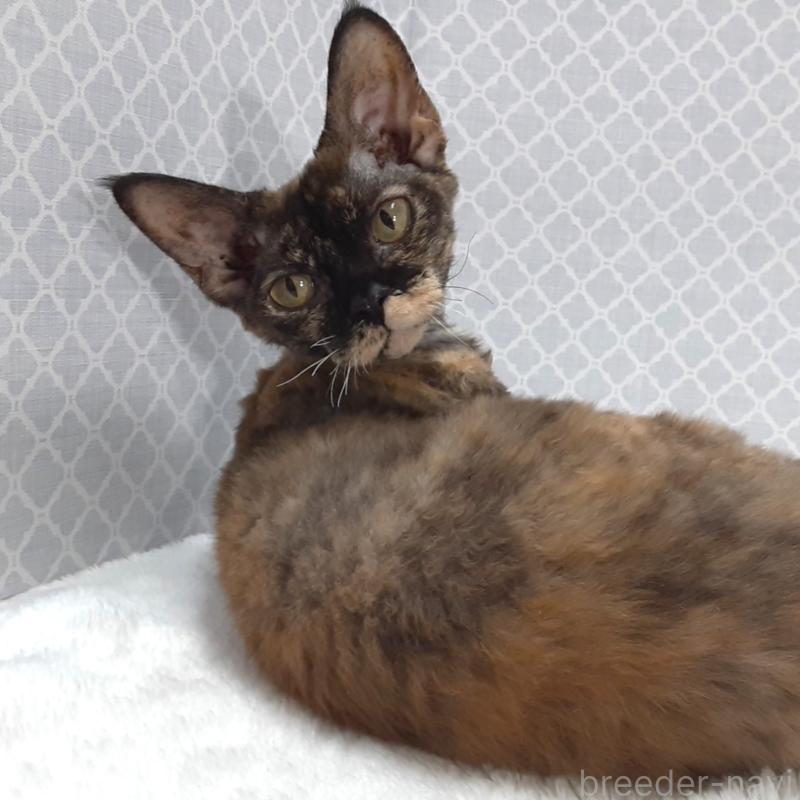 販売中の岐阜県のデボンレックス-138847の3枚目