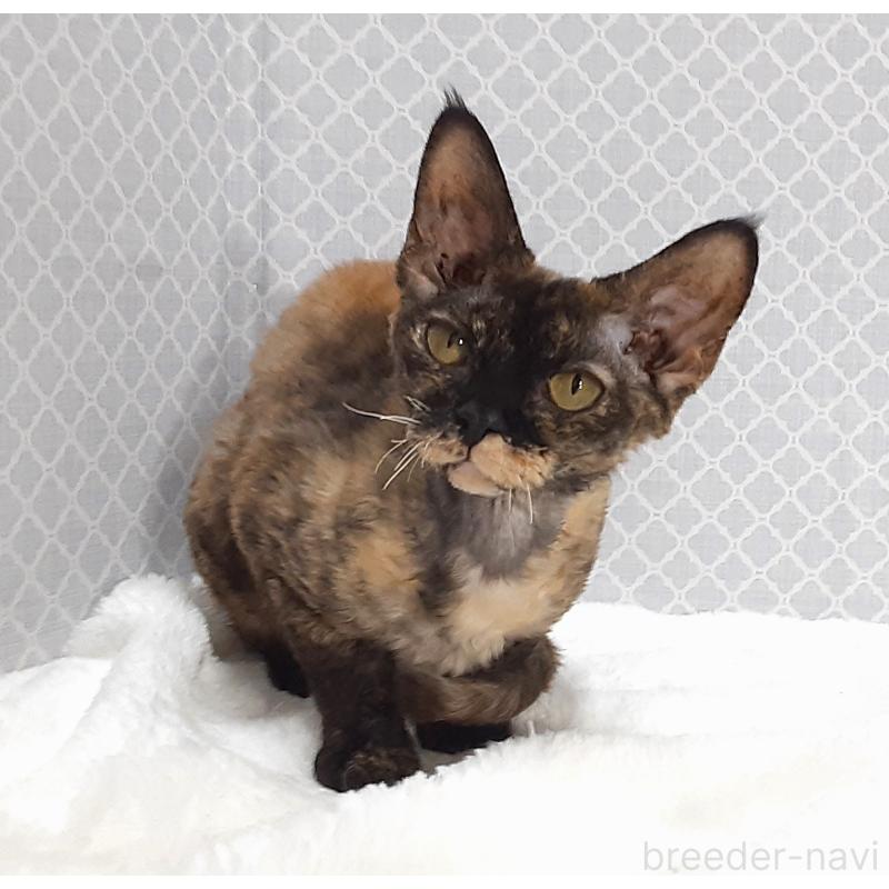 販売中の岐阜県のデボンレックス-138847の2枚目