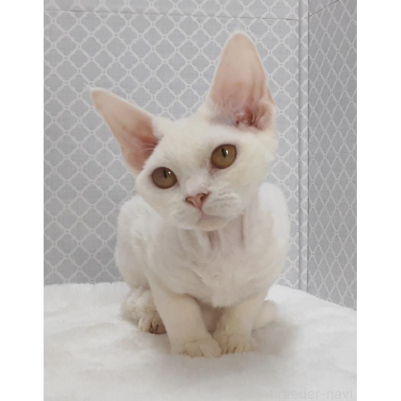 販売中の岐阜県のデボンレックス-138849の4枚目