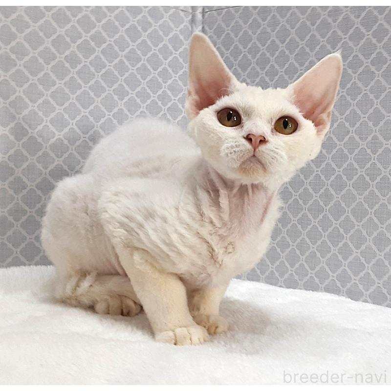 販売中の岐阜県のデボンレックス-138849の3枚目