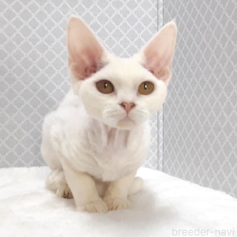 販売中の岐阜県のデボンレックス-138849の2枚目