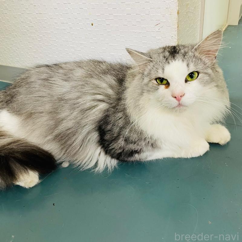 販売中の東京都のノルウェージャンフォレストキャット-138819の1枚目
